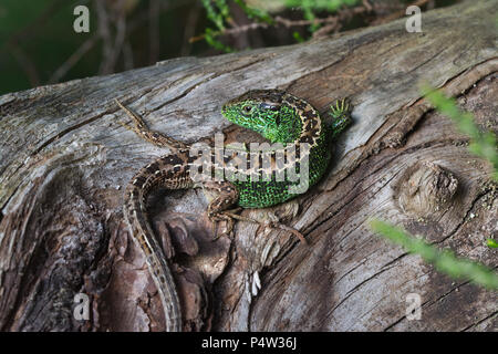 Sable mâle de couleur vive (lézard Lacerta agilis) au soleil sur un journal à Surrey lande, UK Banque D'Images