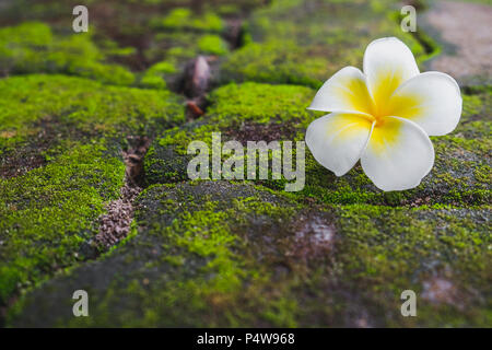 Un livre blanc fleur de frangipanier (Plumeria) avec mousse verte sur la route de brique. Banque D'Images