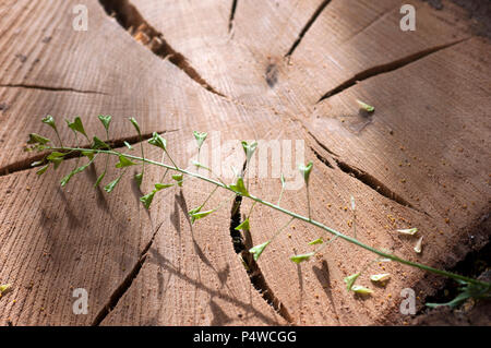 Capsella bursa pastoris sur un arbre Banque D'Images