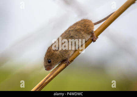 Souris Micromys minutus (récolte) avec queue préhensile escalade en roseau (Phragmites australis) dans l'habitat des marais naturels Banque D'Images