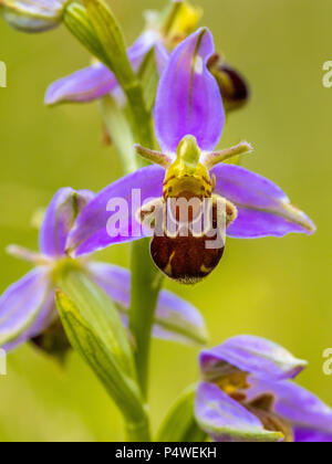 L'orchidée abeille (Ophrys apifera) fleur rose mimicing polinate humblebee insectes à la fleur. Sur fond vert floue Banque D'Images