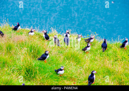 Macareux moine - Islande Banque D'Images