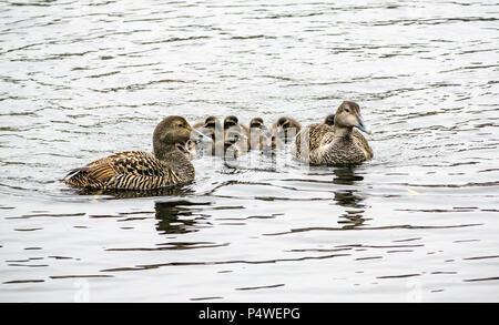 Groupe de canards colverts nager avec deux femmes avec une crèche de canetons mignons, de l'eau de Leith, Édimbourg, Écosse, Royaume-Uni Banque D'Images