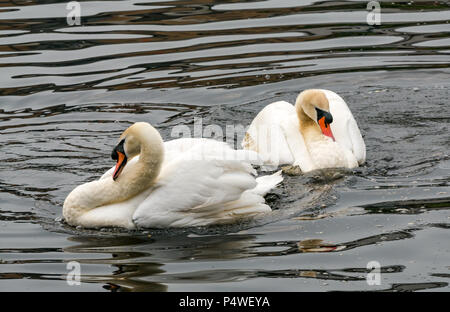 Deux cygnes muets adultes, Cygnus olor, en rituel de comportement en cour, imitant les mouvements de l'autre Banque D'Images