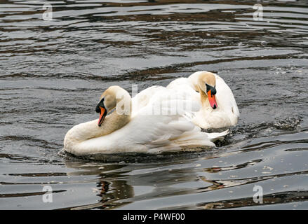 Deux cygnes muets adultes, Cygnus olor, en rituel de comportement en cour, imitant les mouvements de l'autre Banque D'Images