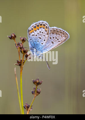 Silver mâle bleu étoilé (Plebejus argus) butterfly la préparation de nuit sur les fleurs (Juncus acutiflorus) dans l'habitat naturel Banque D'Images