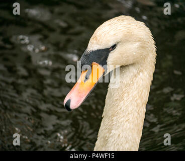 Close up de tête de cygne muet adultes, Cygnus olor, eau de Leith, Édimbourg, Écosse, Royaume-Uni Banque D'Images