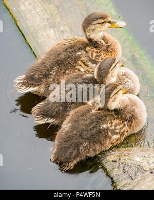 Close up de trio de canetons, Anas platyrynchos, reposant sur planche en bois dans la rivière, l'eau de Leith, Édimbourg. L'Écosse, Royaume-Uni Banque D'Images