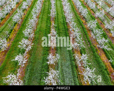 Les jeunes fleurs prune jardin, vue d'en haut. Durée du drone sur le jardin en fleurs Banque D'Images