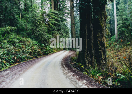 Route de terre à une forêt dans l'Oregon Banque D'Images