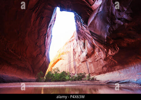 Cathédrale d'or dans la région de Neon Canyon, Utah, le Parc National de Escalante Banque D'Images