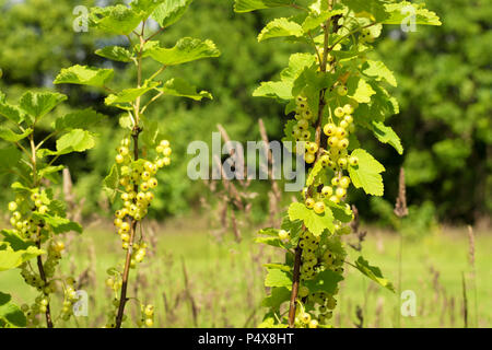 La maturation des grappes de groseilles blanches sur un buisson. Selective focus Banque D'Images