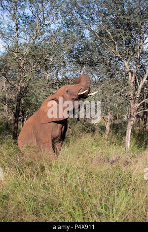 African elephant Loxodonta africana augmentant son tronc pour trompette Banque D'Images