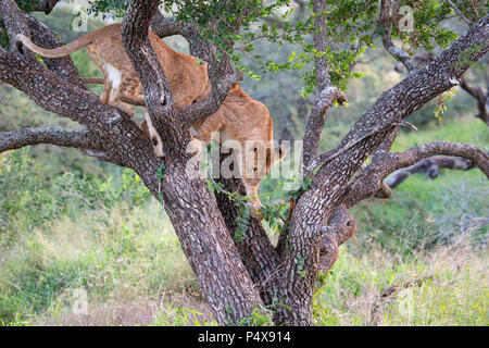 Jeune lion Panthera leo descendant d'un arbre dans la brousse sud-africaine Banque D'Images
