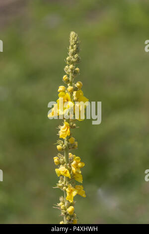 Verbascum densiflorum, connu comme le denseflower ou molène molène à fleurs denses Banque D'Images