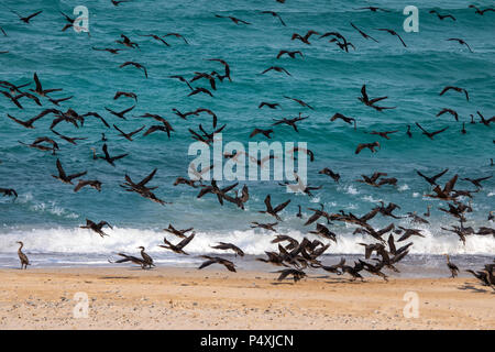 Oiseaux cormoran sur une plage de Jomtien en Oman, près de leur lieu de nidification Banque D'Images