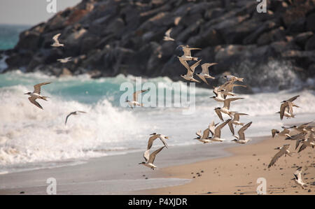 Oiseaux cormoran sur une plage de Jomtien en Oman, près de leur lieu de nidification Banque D'Images