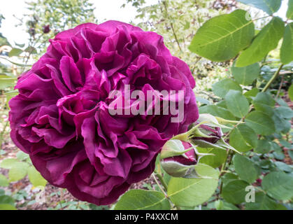 William Shakespeare rose, rosa, fleur. Shakespeare. Banque D'Images
