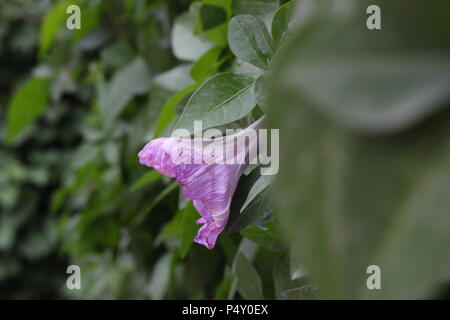 L'Ipomoea Ivy dans le jardin Banque D'Images