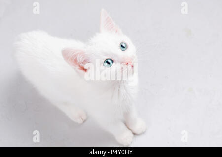 Chaton mignon aux yeux bleus looking up on white background Banque D'Images