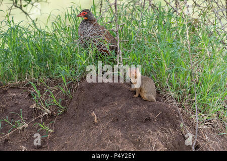 La Mangouste naine (Helogale parvula) et grey-breasted sur Francolin à bec rouge une termitière dans le Parc National du Serengeti, Tanzanie Banque D'Images