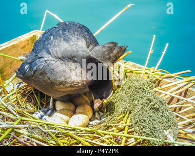 Une foulque sur son nid qui tend à ses oeufs sur les rives de la partie supérieure du lac de Zurich (Suisse), l'Obersee Banque D'Images