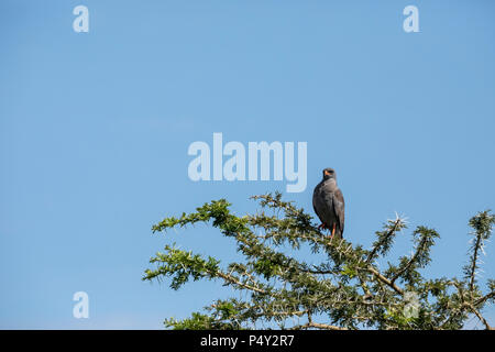 Chant-sombre Melierax metabates (Autour des palombes) perchées dans un arbre dans le Parc National du Serengeti, Tanzanie Banque D'Images