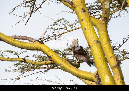 (Terathopius ecaudatus Bateleur immature) perchées dans un arbre dans le Parc National du Serengeti, Tanzanie Banque D'Images