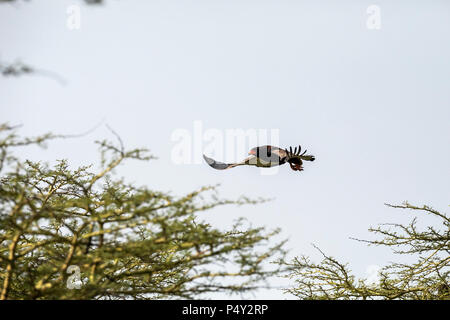 Bateleur (Terathopius ecaudatus) adulte en vol dans le Parc National du Serengeti, Tanzanie Banque D'Images