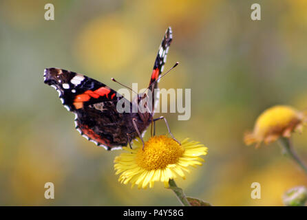 L'amiral rouge papillon sur daisy jaune Banque D'Images