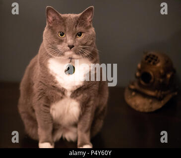 Chat sérieux, gris et blanc assis et chaleureux Banque D'Images