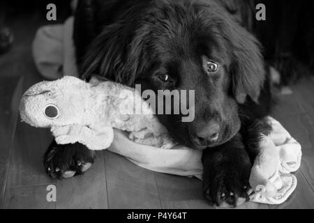 Image en noir et blanc de chien triste câlins jouet déchiqueté Banque D'Images