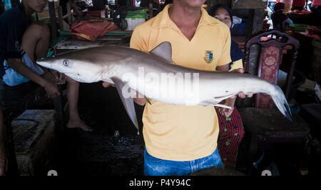 Jeune homme tenant au marché de poissons requins Banque D'Images
