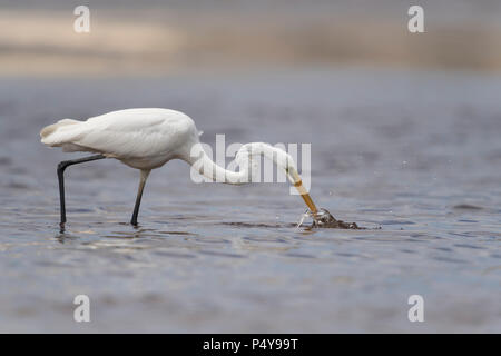 Aigrette intermédiaire de l'eau bec pêche moore river national park Australie Australie occidentale Banque D'Images