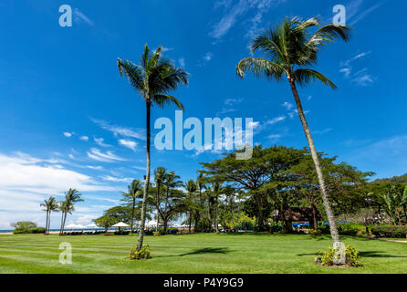 Palm Trees against a blue sky à Kota Kinabalu sur Bornéo, Malaisie Banque D'Images