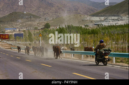 Nomades kazakhs arrondissant ses chevaux, Keketuohai, Xinjiang, Chine Banque D'Images