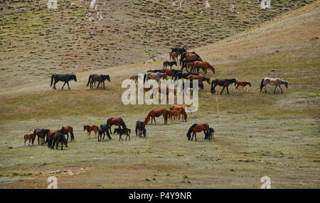 Nomades kazakhs arrondissant ses chevaux, Keketuohai, Xinjiang, Chine Banque D'Images