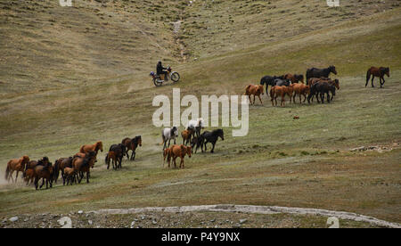 Nomades kazakhs arrondissant ses chevaux, Keketuohai, Xinjiang, Chine Banque D'Images