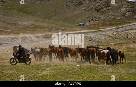 Nomades kazakhs arrondissant ses chevaux, Keketuohai, Xinjiang, Chine Banque D'Images