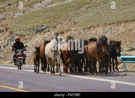 Nomades kazakhs arrondissant ses chevaux, Keketuohai, Xinjiang, Chine Banque D'Images