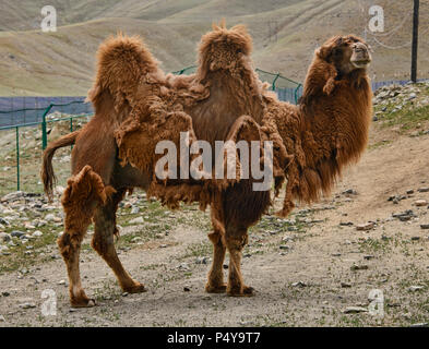 Chameau de Bactriane troupeau dans la prairie Kazakh, Keketuohai, Xinjiang, Chine Banque D'Images