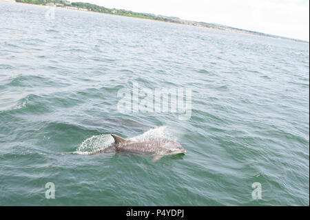 L'Écosse, au Royaume-Uni. 23 juin 2018. Dauphins dans le fleuve Tay, extraite du Taymara Missel du Muguet. Taymara est temps pour la vie est un projet financé par les enfants dans le besoin afin de fournir une gamme d'expériences maritimes exaltant pour les jeunes avec la longue durée et/ou de maladies graves Crédit : Brian Horisk/Alamy Live News Banque D'Images