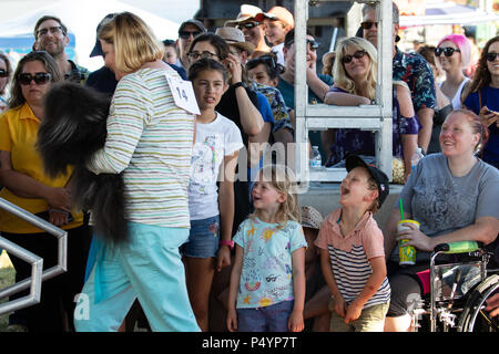 Californie, USA. 23 Juin, 2018. Wild Thang, une fillette de 2 ans mignon petit canard de Los Angeles, CA rivalise avec le propriétaire Ann Lewis au monde 2018 Concours chien le plus laid au Sonoma-Marin Fair le 23 juin 2018, dans la région de Petaluma, Californie Crédit : Tim Fleming/Alamy Live News Crédit : Tim Fleming/Alamy Live News Banque D'Images