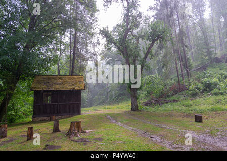 Forêt dans la vallée Szalajka dans Szilvasvarad, la Hongrie le jour de pluie. Banque D'Images