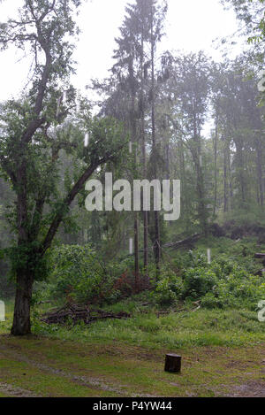 Forêt dans la vallée Szalajka dans Szilvasvarad, la Hongrie le jour de pluie. Banque D'Images