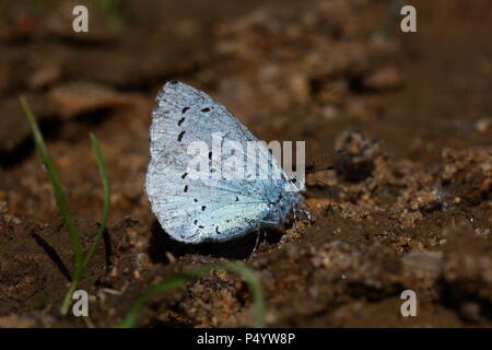 Holly Blue Butterfly 'Mud-flaques' Banque D'Images