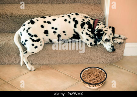 Triste Animal chien Dalmatien refusant de manger des aliments mis en face d'elle, M. © Myrleen Pearson. Ferguson Cate Banque D'Images