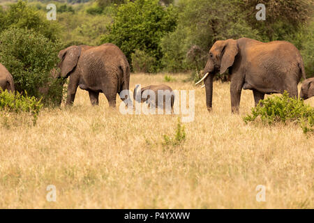 L'éléphant africain (Loxodonta africana) avec un petit veau en marche dans la prairie Parc national de Tarangire, Tanzanie Banque D'Images