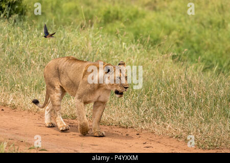 L'African Lion (Panthera leo) la chasse de la fierté dans la savane au parc national de Tarangire, Tanzanie Banque D'Images