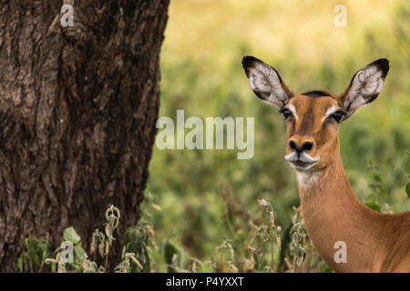 Impala (Aepyceros melampus) portrait féminin dans Parc national de Tarangire, Tanzanie Banque D'Images